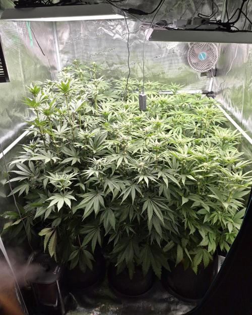 Fx3, Pink Milk & Limonario. Week 8 - Day 20 flower