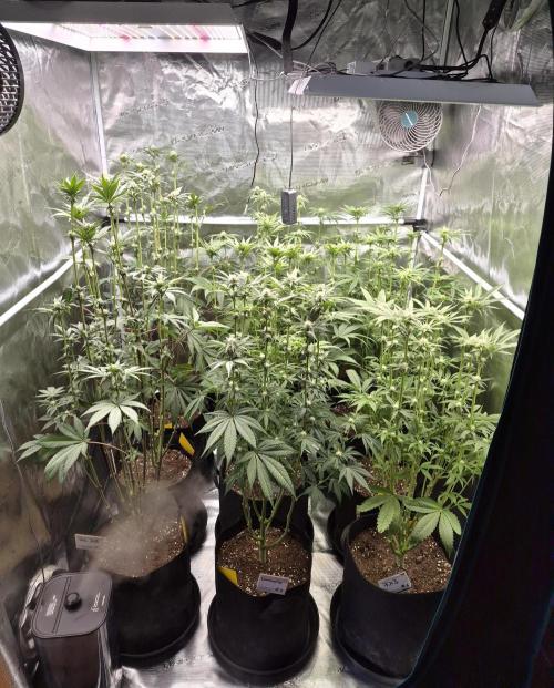 Fx3, Pink Milk & Limonario. Week 8 - Day 21 flower, post Defoliation