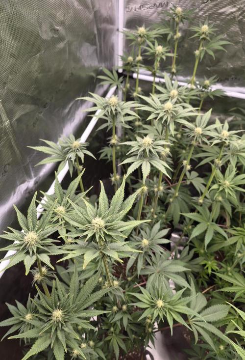 Fx3, Pink Milk & Limonario. Week 8 - Pink Milk 