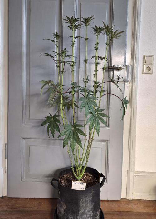 Fx3, Pink Milk & Limonario. Week 8 - Post Defoliation 