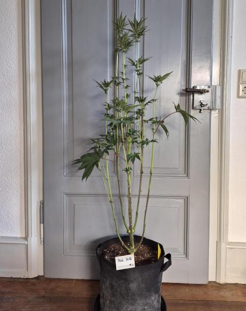 Fx3, Pink Milk & Limonario. Week 8 - Post Defoliation