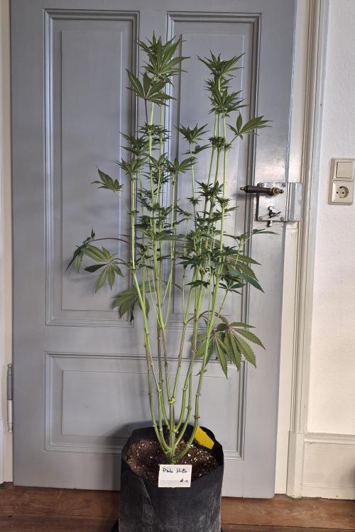 Fx3, Pink Milk & Limonario. Week 8 - Post Defoliation