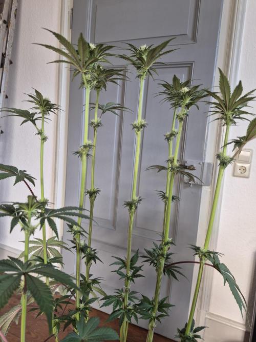 Fx3, Pink Milk & Limonario. Week 8 - Pink Milk has long internodal spaces