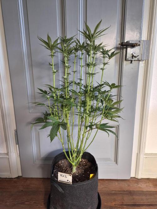 Fx3, Pink Milk & Limonario. Week 8 - Post Defoliation 
