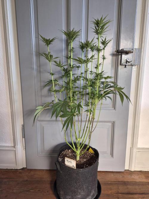 Fx3, Pink Milk & Limonario. Week 8 - Post Defoliation 