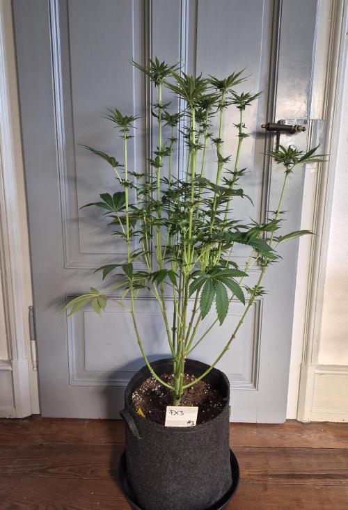 Fx3, Pink Milk & Limonario. Week 8 - Post Defoliation 