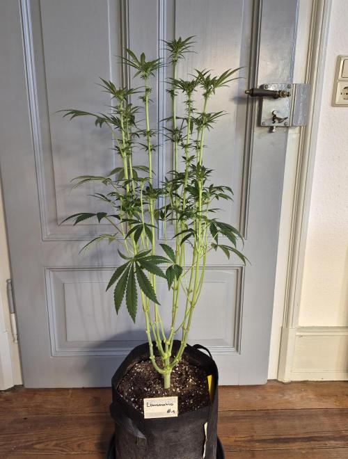 Fx3, Pink Milk & Limonario. Week 8 - Post Defoliation 