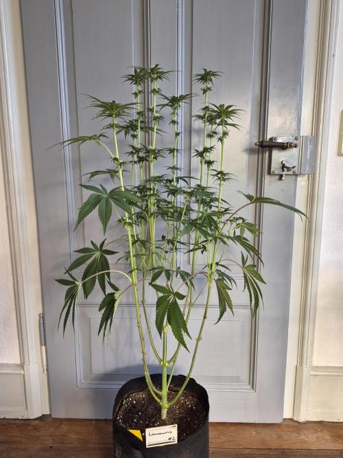 Fx3, Pink Milk & Limonario. Week 8 - Post Defoliation 