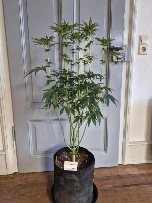 Fx3, Pink Milk & Limonario. Week 8 - Post Defoliation 