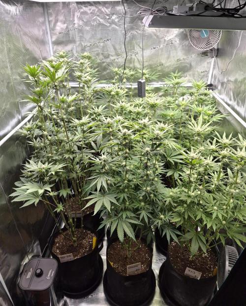 Fx3, Pink Milk & Limonario. Week 9 - Day 23 flower