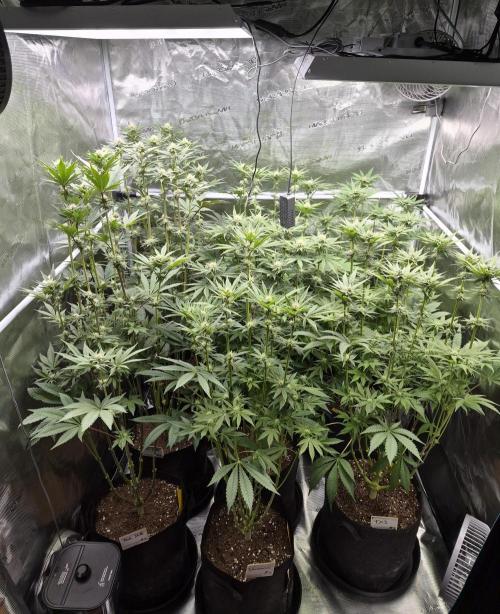 Fx3, Pink Milk & Limonario. Week 9 - Day 24 flower
