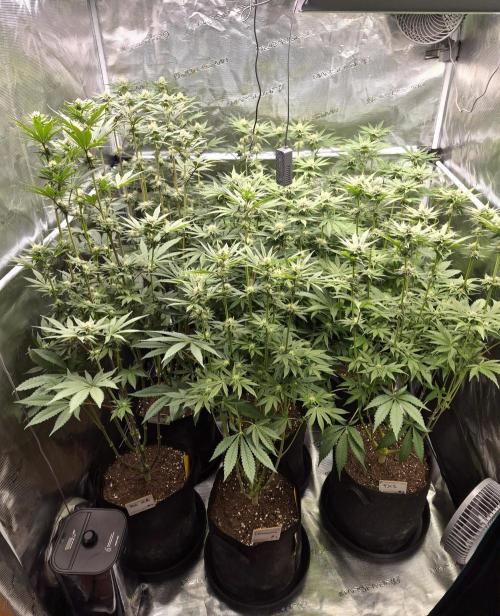 Fx3, Pink Milk & Limonario. Week 9 - Day 25 flower