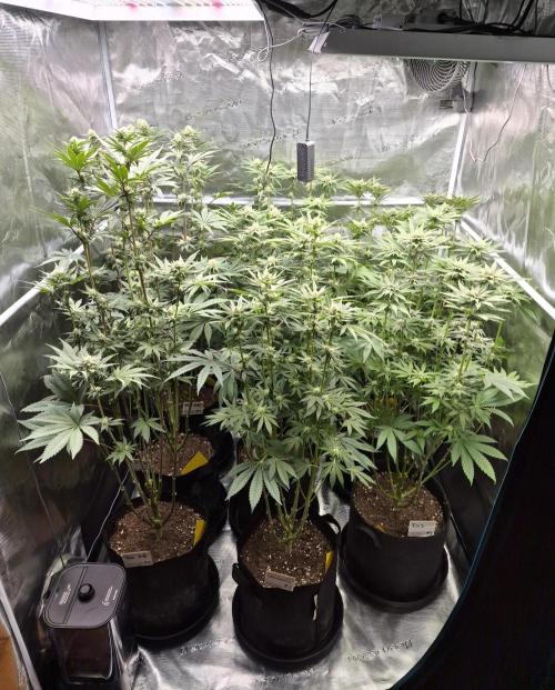 Fx3, Pink Milk & Limonario. Week 9 - Day 26 flower