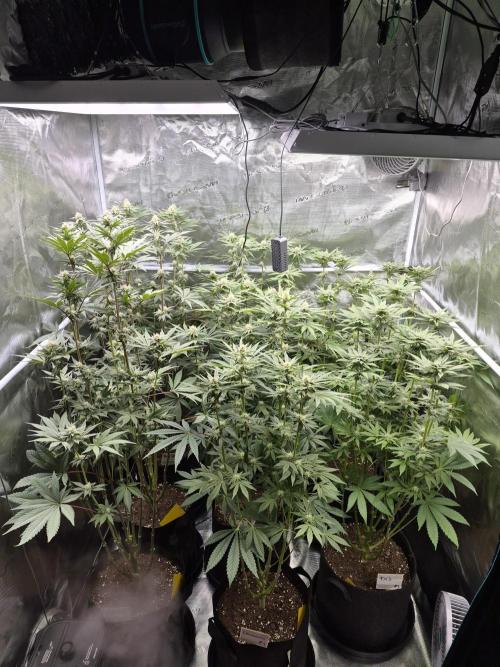 Fx3, Pink Milk & Limonario. Week 9 - Day 27 flower