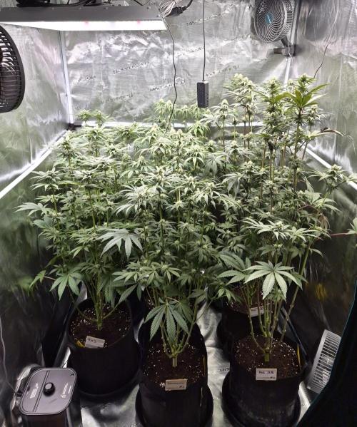 Fx3, Pink Milk & Limonario. Week 9 - Day 28 flower