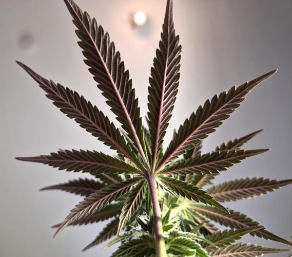 Fx3, Pink Milk & Limonario. Week 9 - Pink Milk