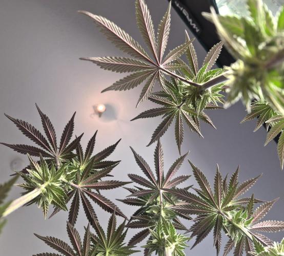 Fx3, Pink Milk & Limonario. Week 9 - Pink Milk