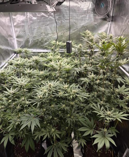 Fx3, Pink Milk & Limonario. Week 10 - Day 29 flower 