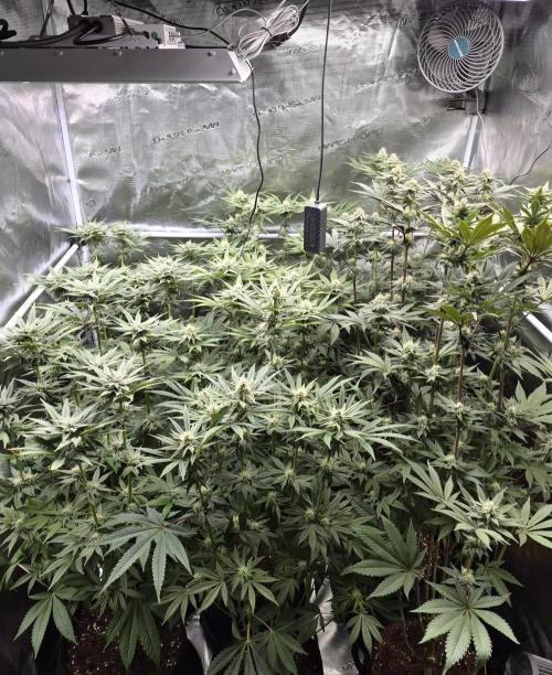 Fx3, Pink Milk & Limonario. Week 10 - Day 30 flower 