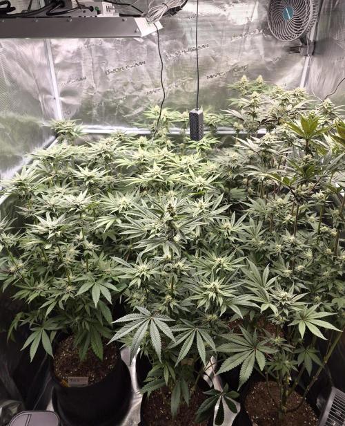 Fx3, Pink Milk & Limonario. Week 10 - Day 31 flower 
