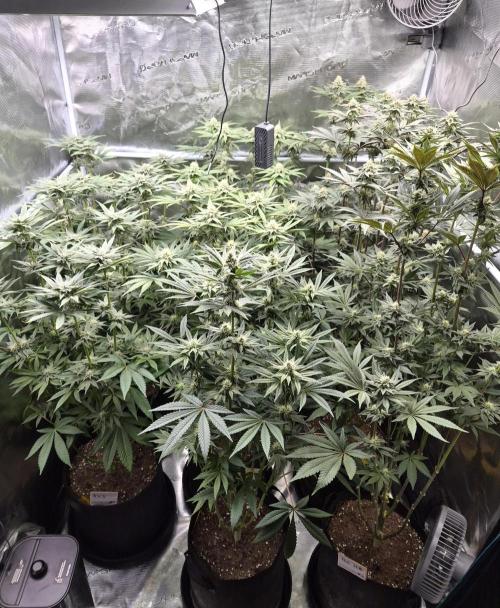 Fx3, Pink Milk & Limonario. Week 10 - Day 32 flower 