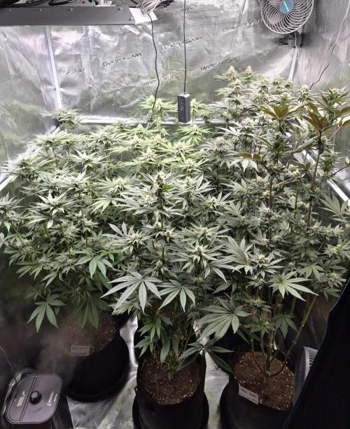 Fx3, Pink Milk & Limonario. Week 10 - Day 33 flower 