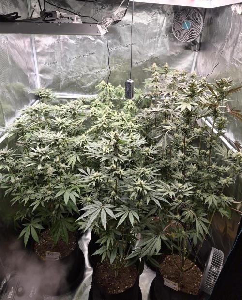 Fx3, Pink Milk & Limonario. Week 10 - Day 34 flower 