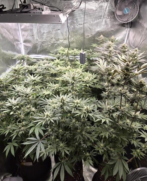Fx3, Pink Milk & Limonario. Week 10 - Day 35 flower 