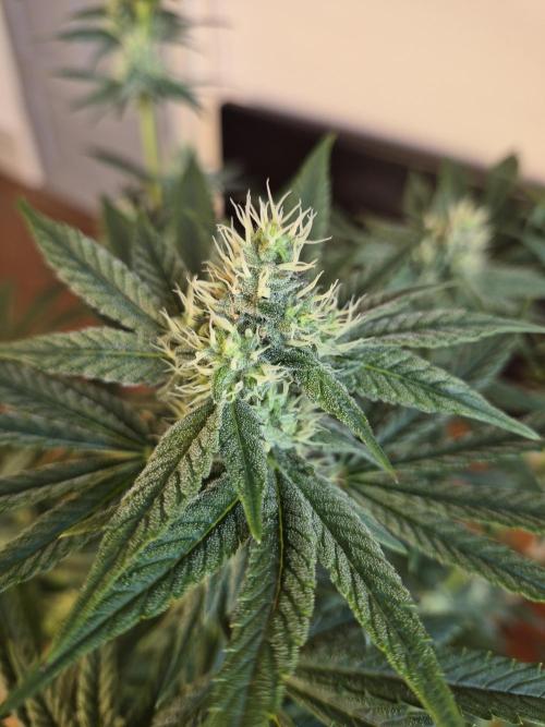 Fx3, Pink Milk & Limonario. Week 10 - Limonario #1