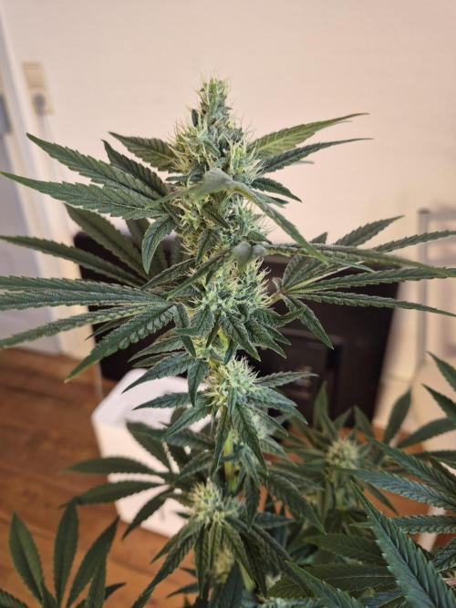 Fx3, Pink Milk & Limonario. Week 10 - Limonario #1
