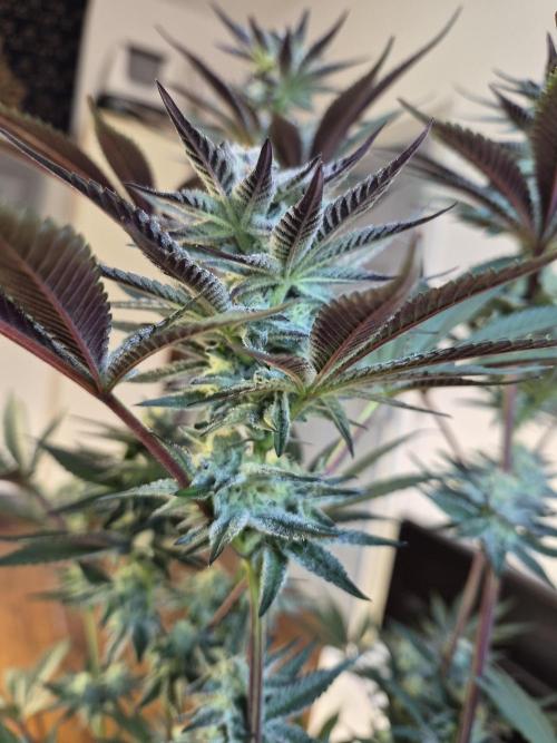 Fx3, Pink Milk & Limonario. Week 10 - Pink Milk #2
