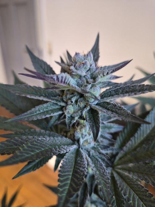 Fx3, Pink Milk & Limonario. Week 10 - Pink Milk #2