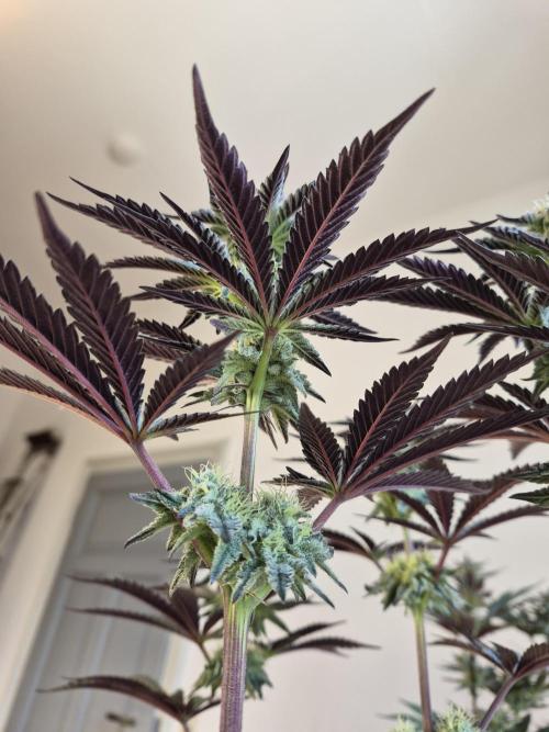 Fx3, Pink Milk & Limonario. Week 10 - Pink Milk #3