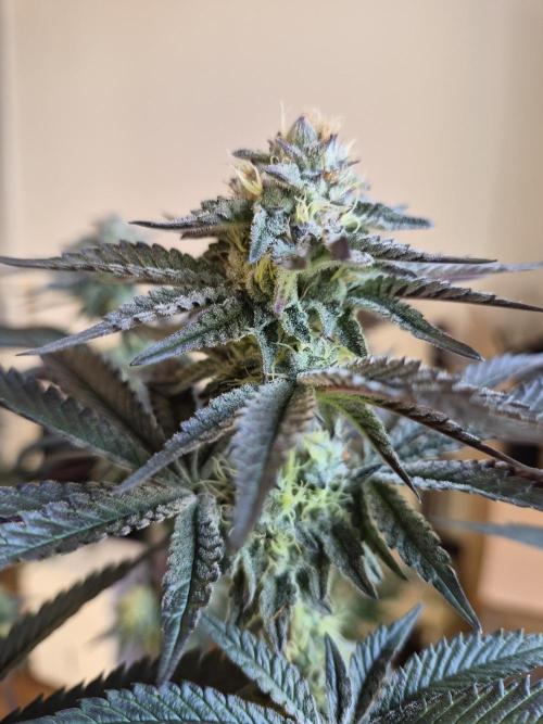 Fx3, Pink Milk & Limonario. Week 10 - Pink Milk #3