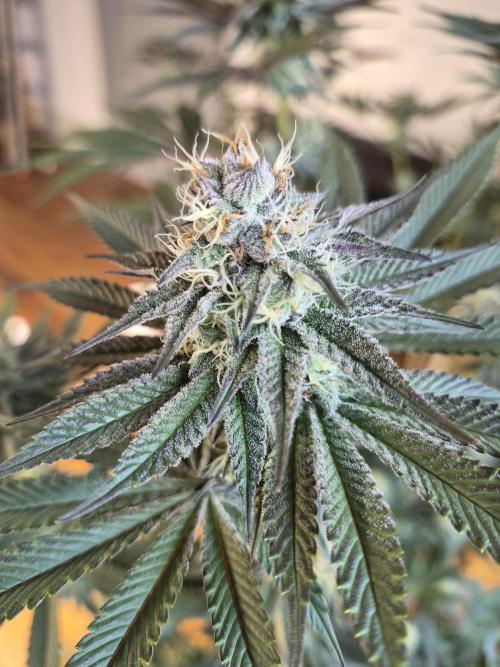 Fx3, Pink Milk & Limonario. Week 10 - Pink Milk #1