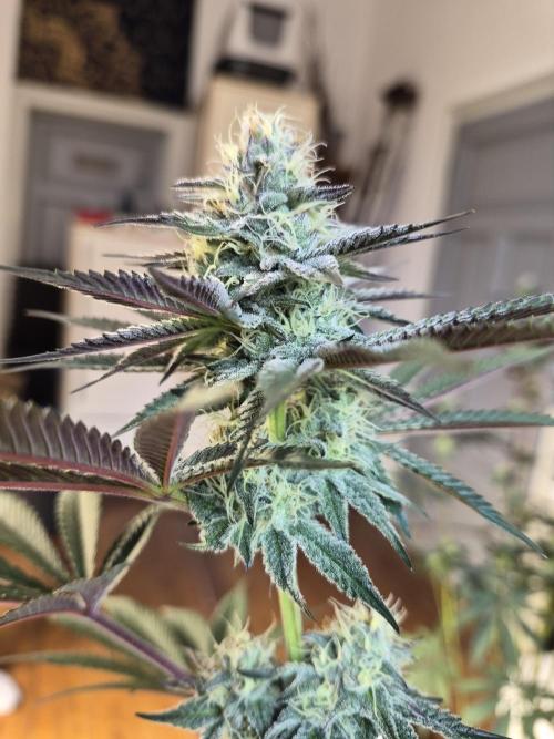 Fx3, Pink Milk & Limonario. Week 10 - Pink Milk #1