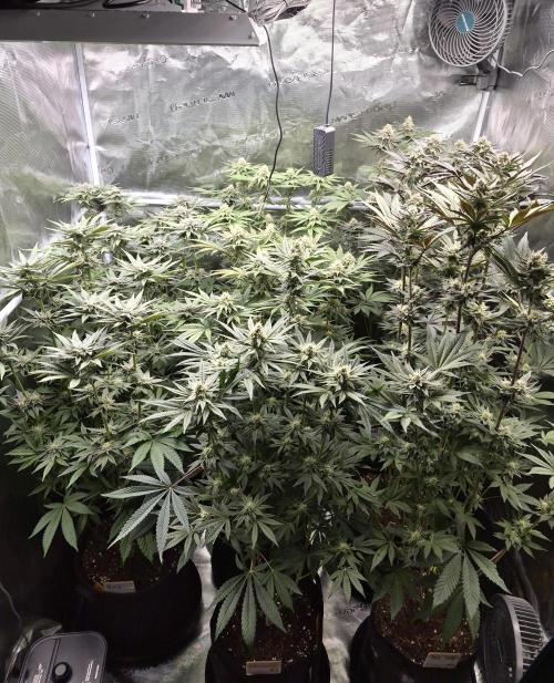 Fx3, Pink Milk & Limonario. Week 11 - Day 36 flower 