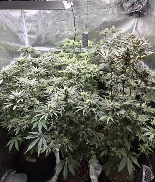 Fx3, Pink Milk & Limonario. Week 11 - Day 37 flower 