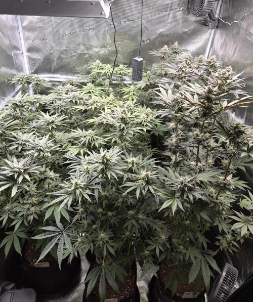 Fx3, Pink Milk & Limonario. Week 11 - Day 38 flower 