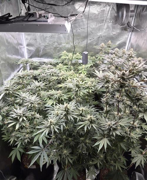 Fx3, Pink Milk & Limonario. Week 11 - Day 39 flower 