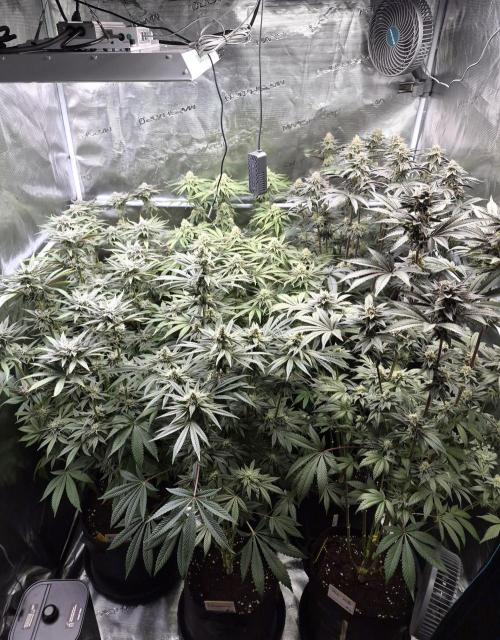 Fx3, Pink Milk & Limonario. Week 11 - Day 40 flower 