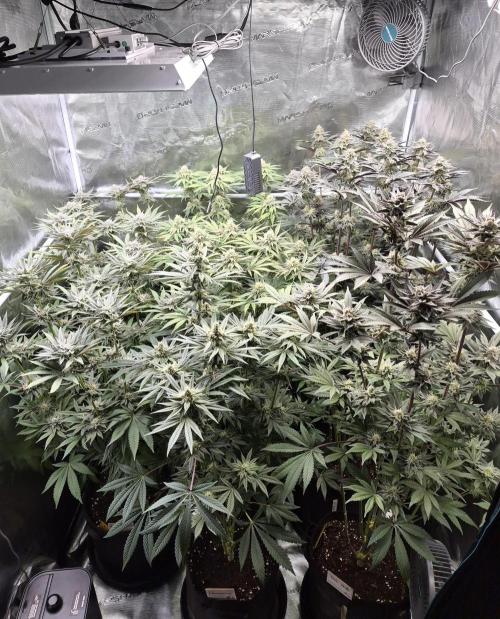Fx3, Pink Milk & Limonario. Week 11 - Day 41 flower 