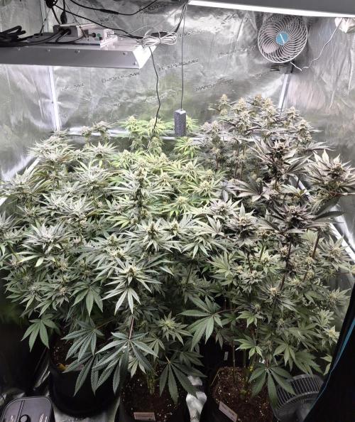 Fx3, Pink Milk & Limonario. Week 11 - Day 42 flower 