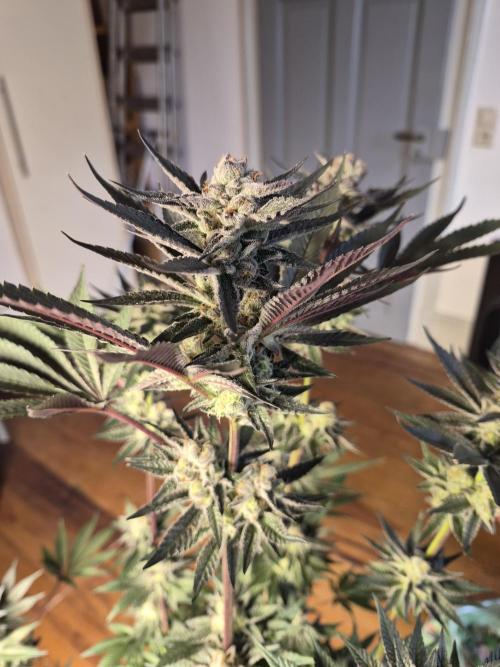 Fx3, Pink Milk & Limonario. Week 11 - Pink Milk #2 Day 42