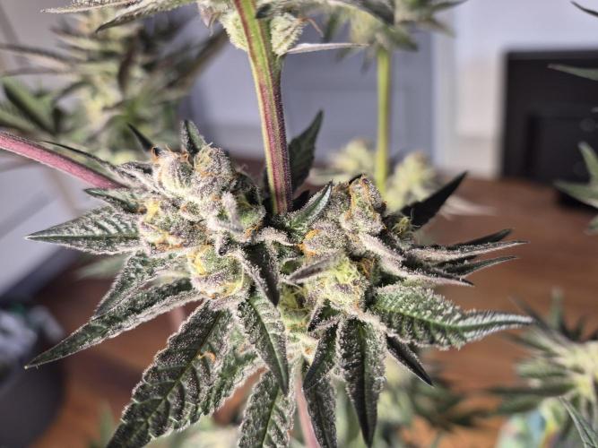 Fx3, Pink Milk & Limonario. Week 11 - Pink Milk #2 Day 42