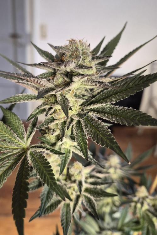 Fx3, Pink Milk & Limonario. Week 11 - Pink Milk #3 Day 42