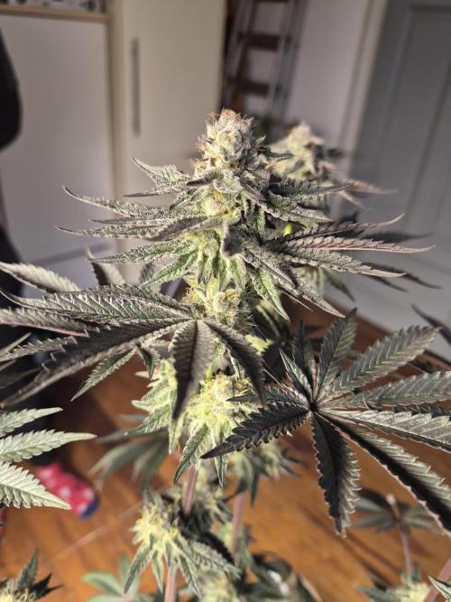 Fx3, Pink Milk & Limonario. Week 11 - Pink Milk #3 Day 42