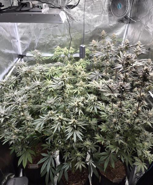 Fx3, Pink Milk & Limonario. Week 12 - Day 44 flower 