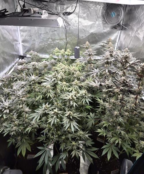 Fx3, Pink Milk & Limonario. Week 12 - Day 45 flower 