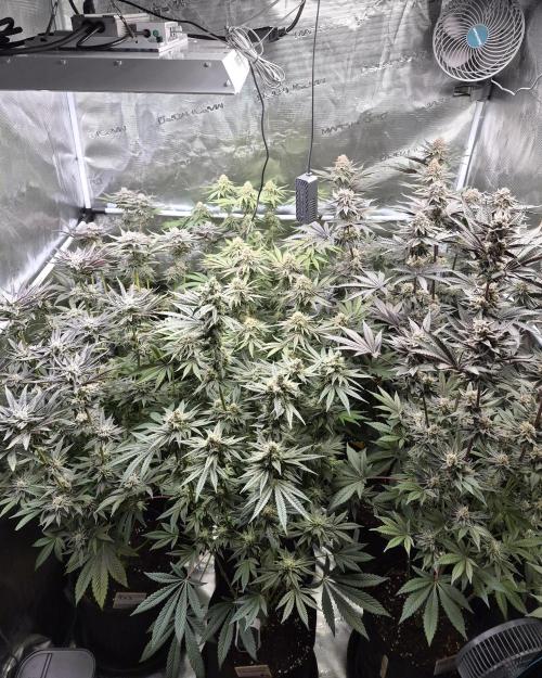 Fx3, Pink Milk & Limonario. Week 12 - Day 46 flower 
